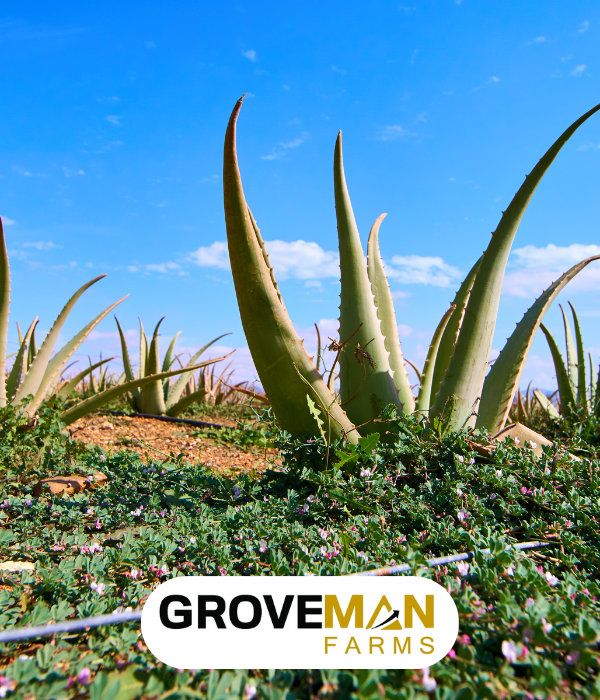 Groveman Farms | Groveman Groups company