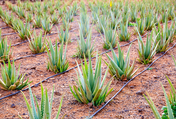 Aloera | Aloe vera based Cosmetics Products